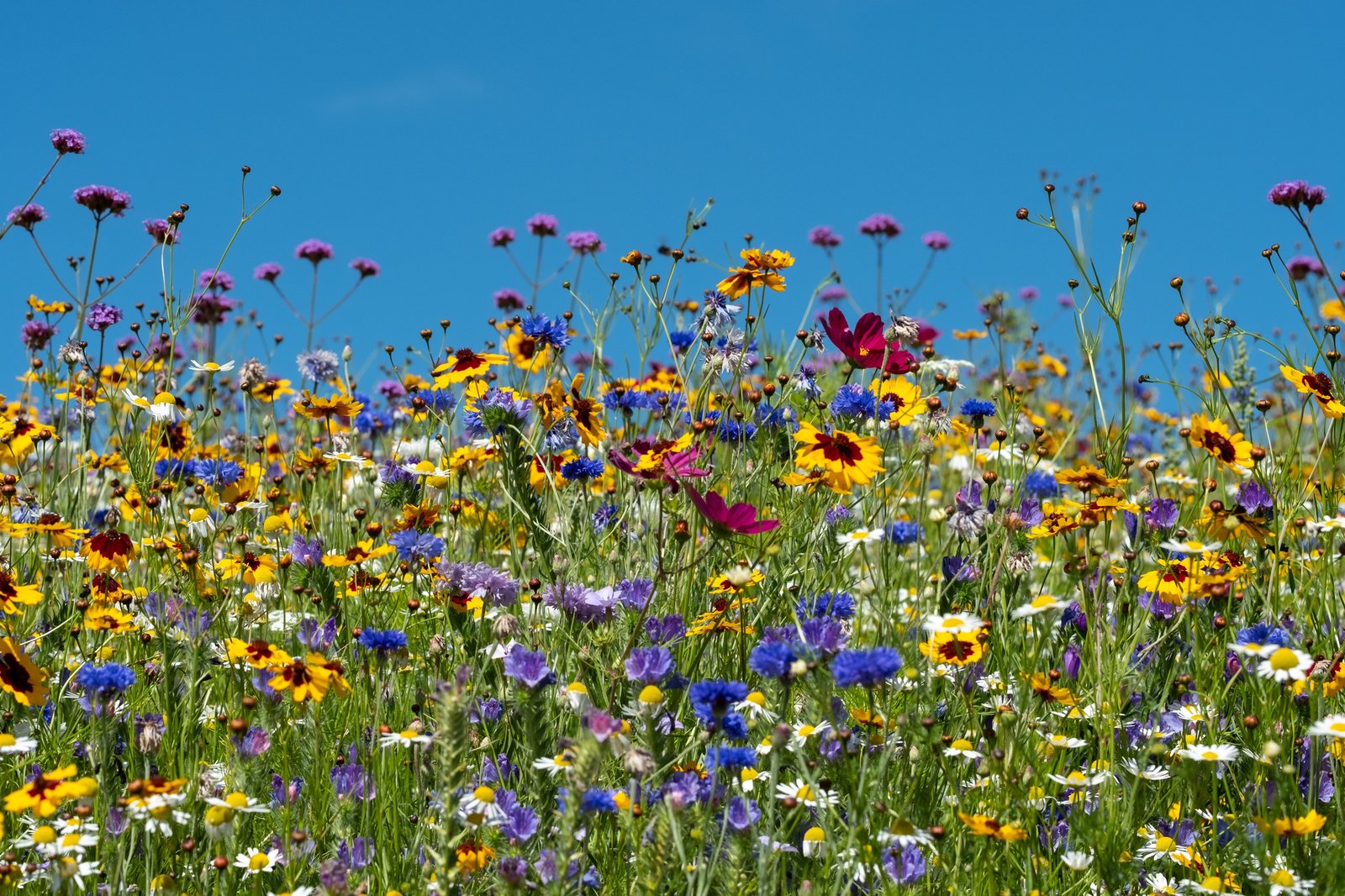 Een veld met wilde bloemen