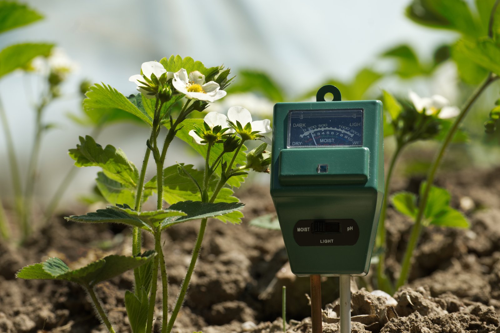 Monitoring van biodiversiteit