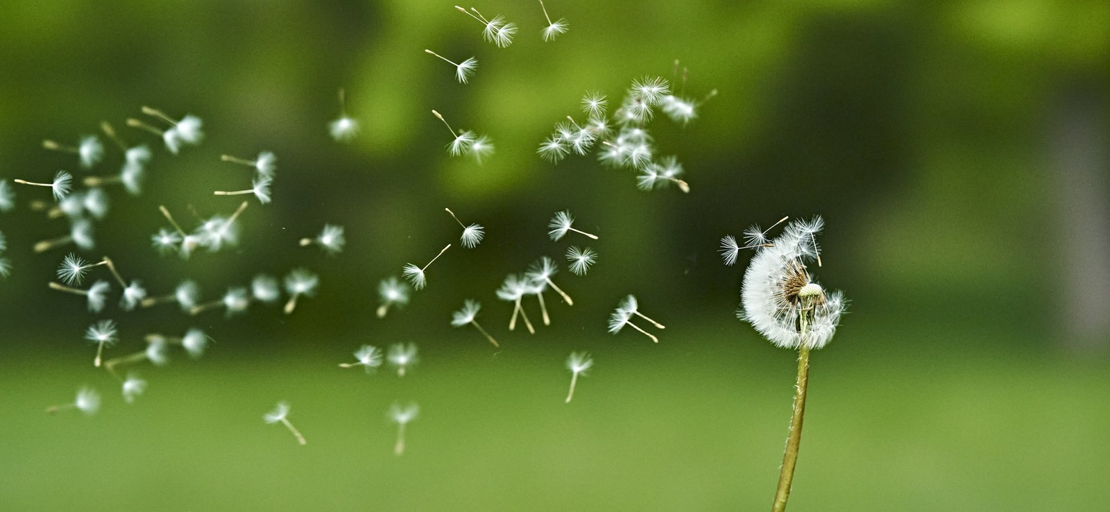 Close-up van een paardenbloem