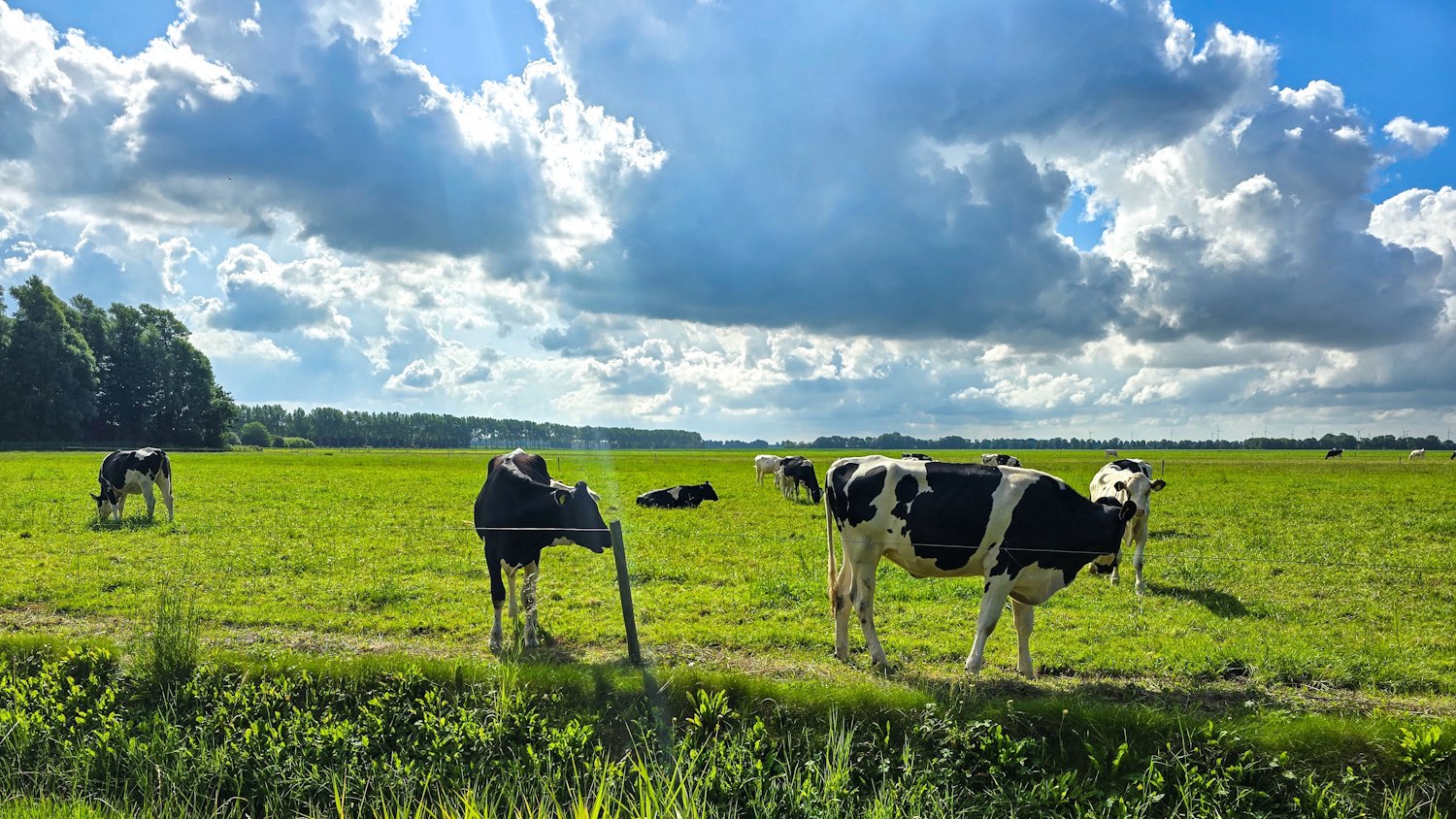 Afbeelding koeien in weiland
